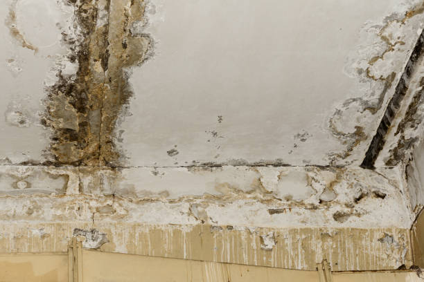 Best Water damage restoration insurance claims  in USA